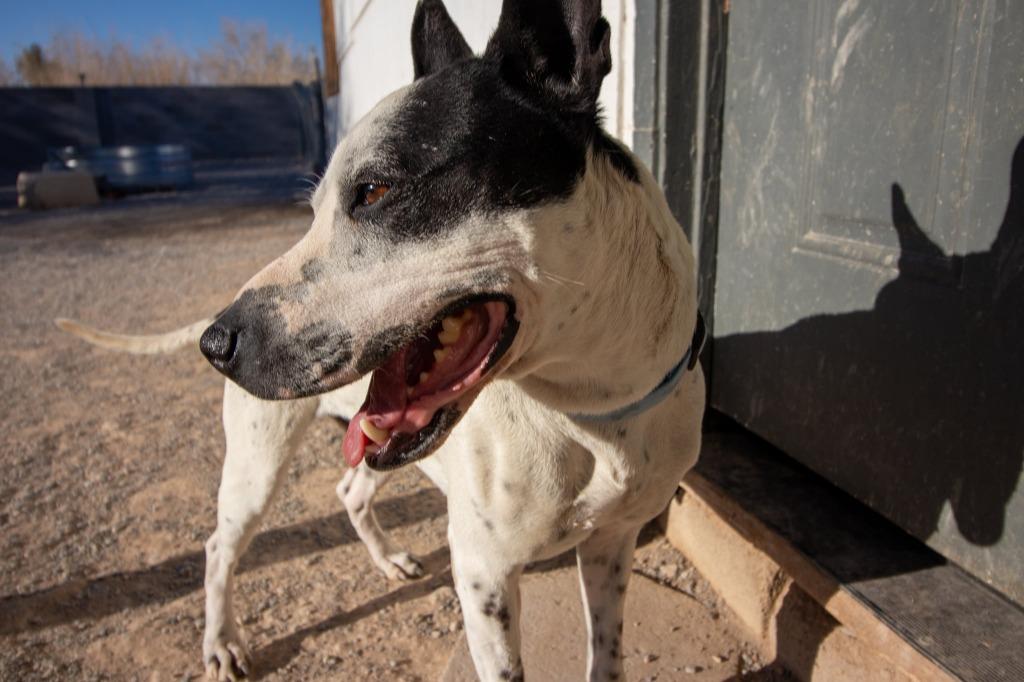 Enlarge Washington, a Adoptable mixed breed in Pahrump, NV image 2/6