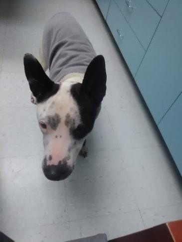 Enlarge Washington, a Adoptable mixed breed in Pahrump, NV image 3/6