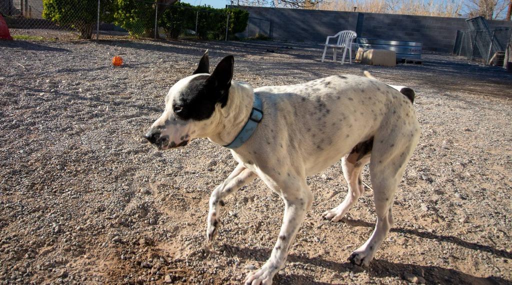 Enlarge Washington, a Adoptable mixed breed in Pahrump, NV image 4/6
