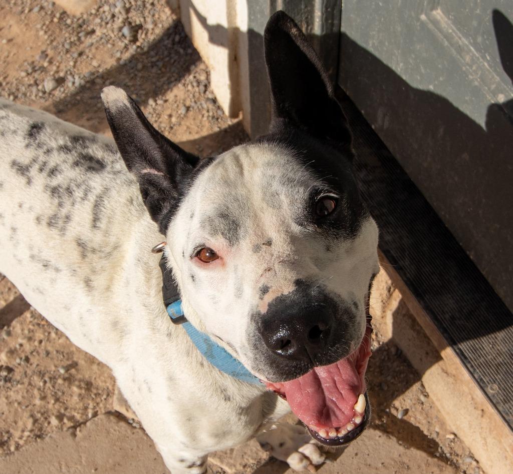 Enlarge Washington, a Adoptable mixed breed in Pahrump, NV image 5/6