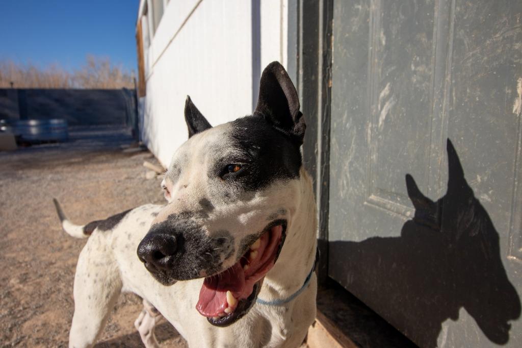 Enlarge Washington, a Adoptable mixed breed in Pahrump, NV image 6/6