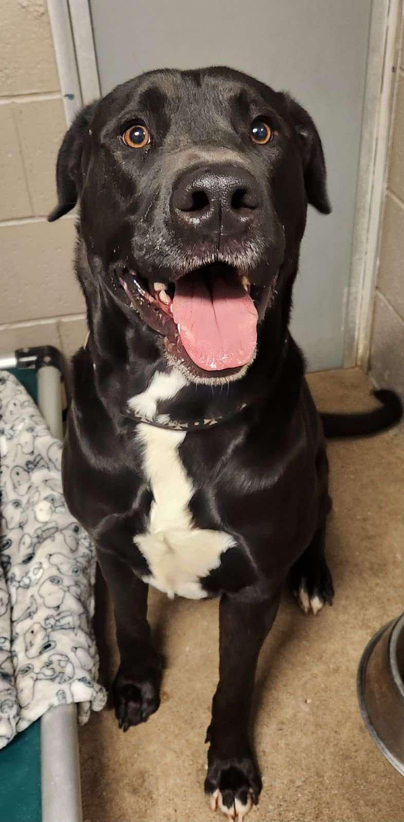 Enlarge COLE, an adopted Labrador Retriever in East Millinocket, ME image 2/6