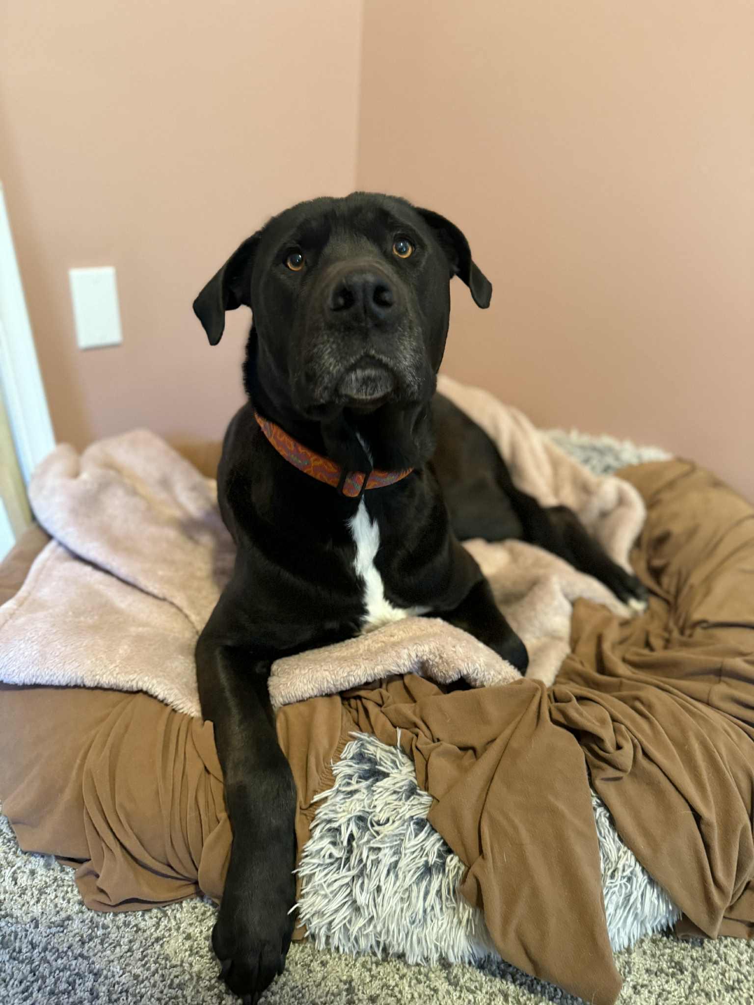 Enlarge COLE, an adopted Labrador Retriever in East Millinocket, ME image 5/6
