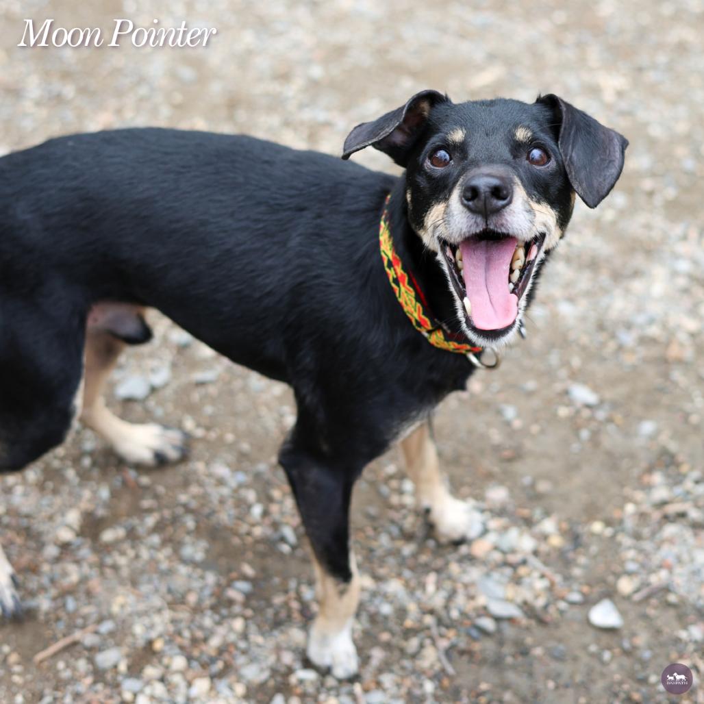Moon Pointer, Adoptable, Senior Male Miniature Pinscher & Mixed Breed.
