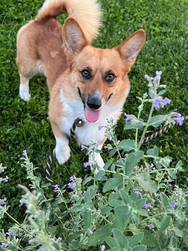 Niko, Adoptable, Young Male Corgi & Pembroke Welsh Corgi.