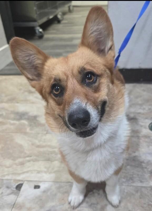 Niko, a Adoptable mixed breed in Boulder, CO image 2/6