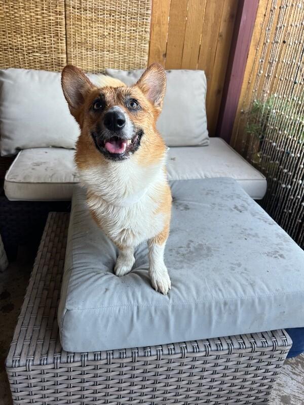 Niko, a Adoptable mixed breed in Boulder, CO image 4/6