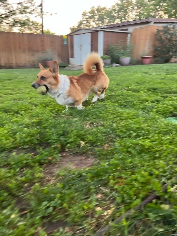 Niko, a Adoptable mixed breed in Boulder, CO image 5/6