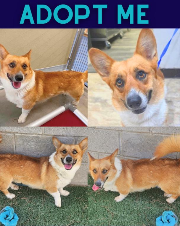 Niko, a Adoptable mixed breed in Boulder, CO image 6/6
