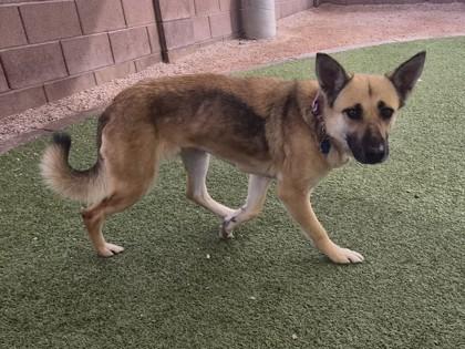 Himalaya — thumbnail 2