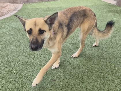 Himalaya — thumbnail 3