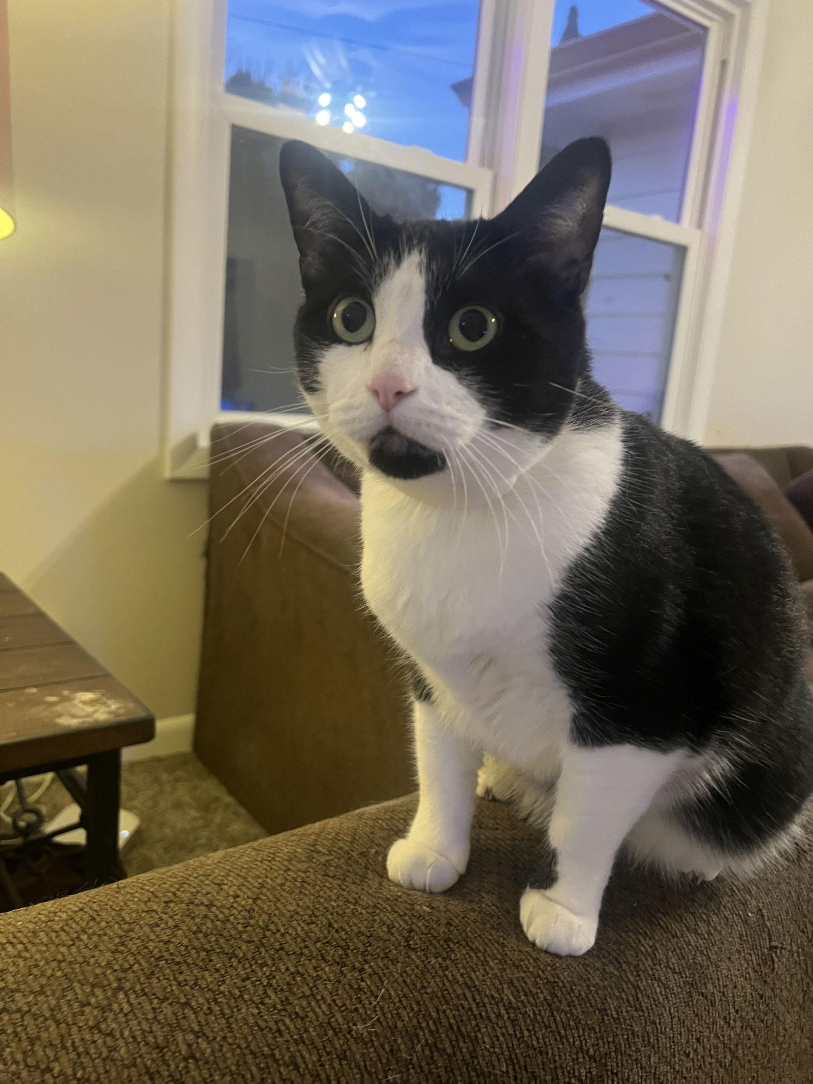 Enlarge Esther, a Adoptable Domestic Short Hair in Waterloo, IA image 1/2