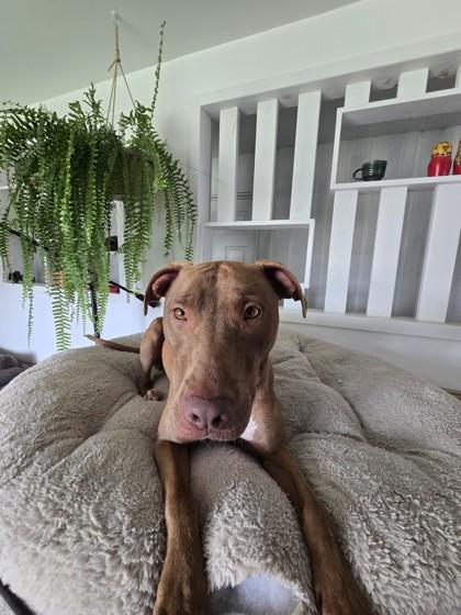 Fern, Adoptable, Puppy Female Pit Bull Terrier & Mixed Breed.
