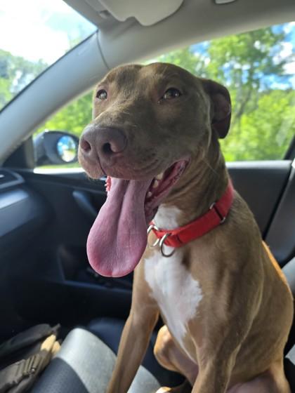 Fern, a Adoptable mixed breed in Pequot Lakes, MN image 2/3