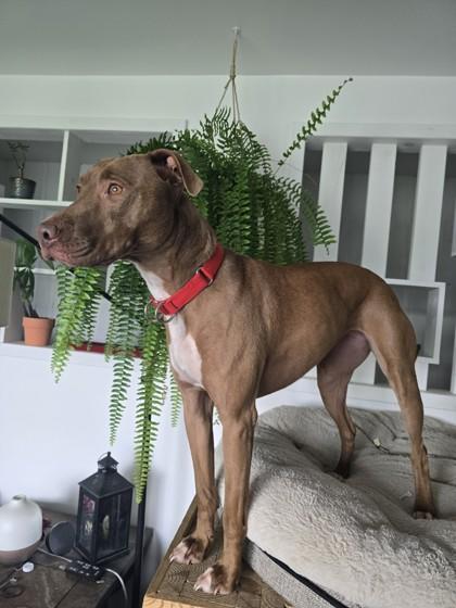 Fern, a Adoptable mixed breed in Pequot Lakes, MN image 3/3