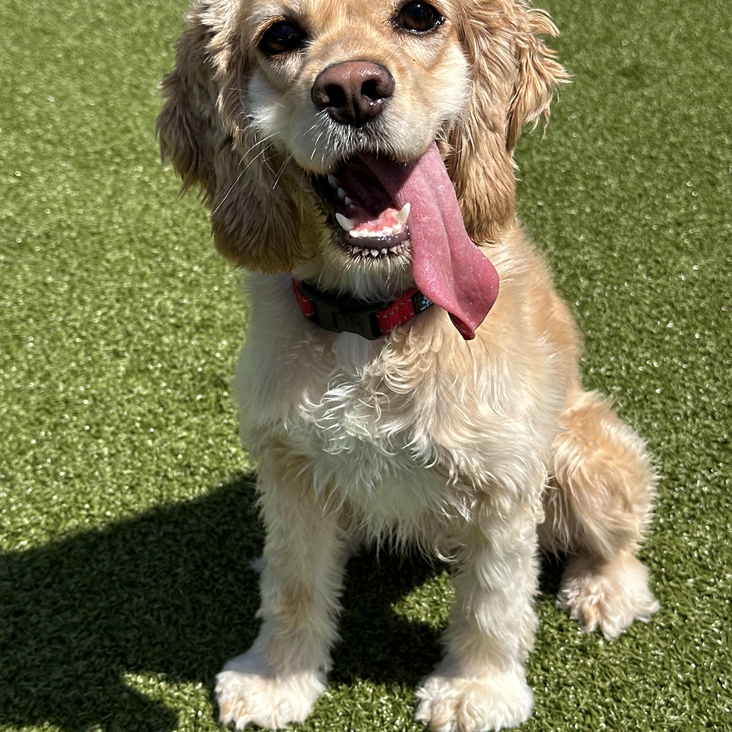 Enlarge Lady, a ADOPTABLE Cocker Spaniel in Seneca Falls, NY image 2/6