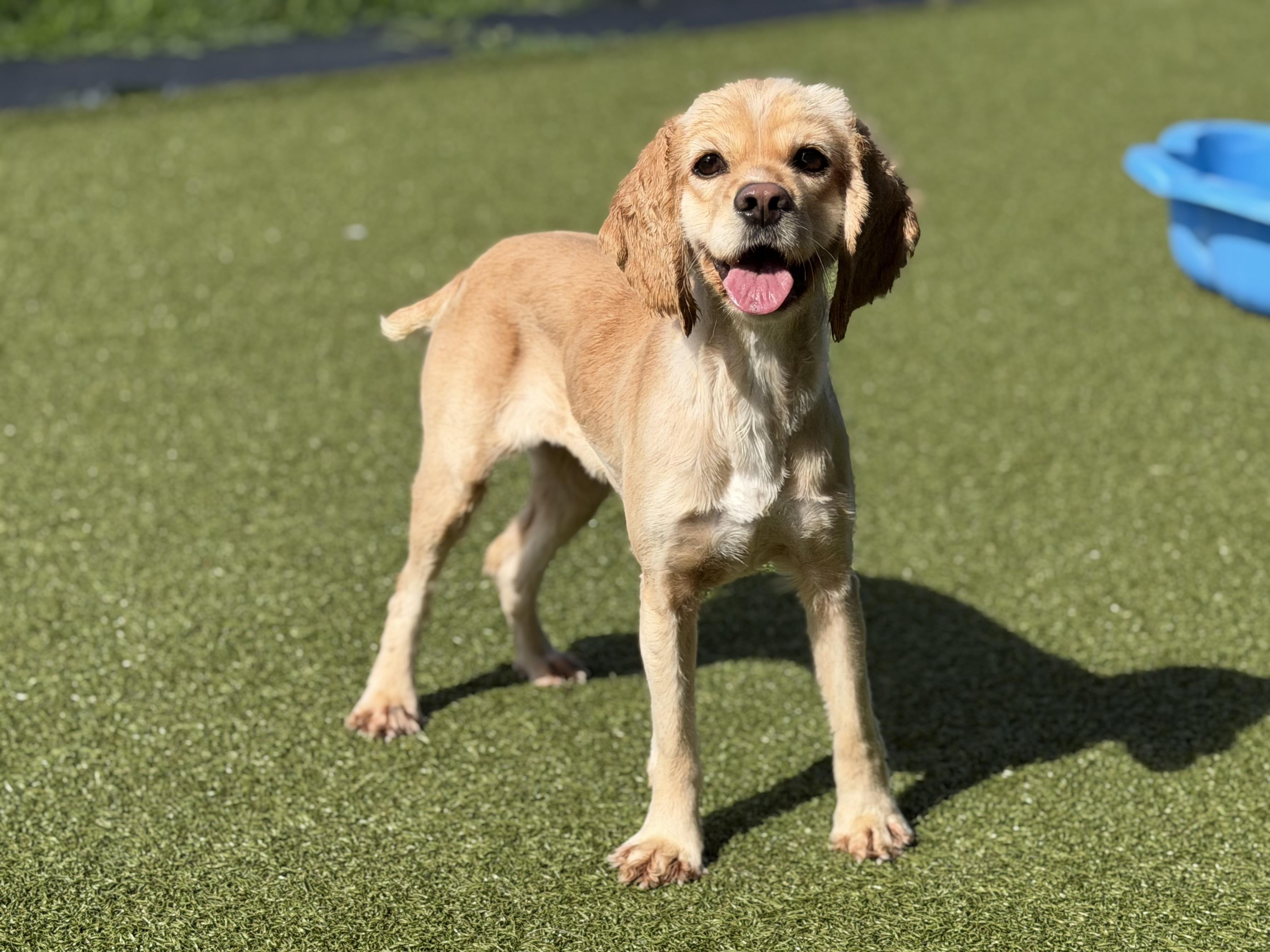 Enlarge Lady, a ADOPTABLE Cocker Spaniel in Seneca Falls, NY image 4/6