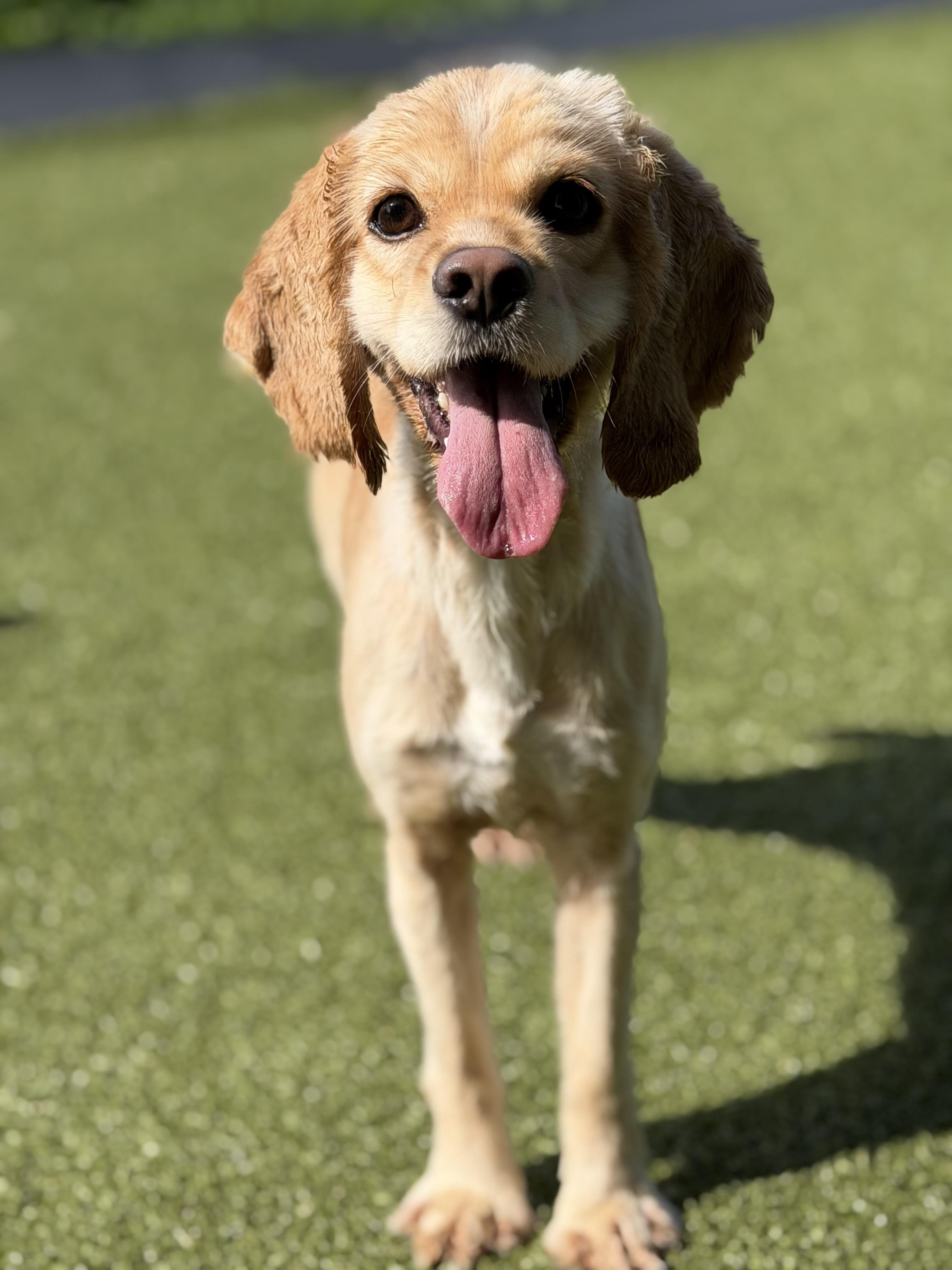Enlarge Lady, a ADOPTABLE Cocker Spaniel in Seneca Falls, NY image 3/6