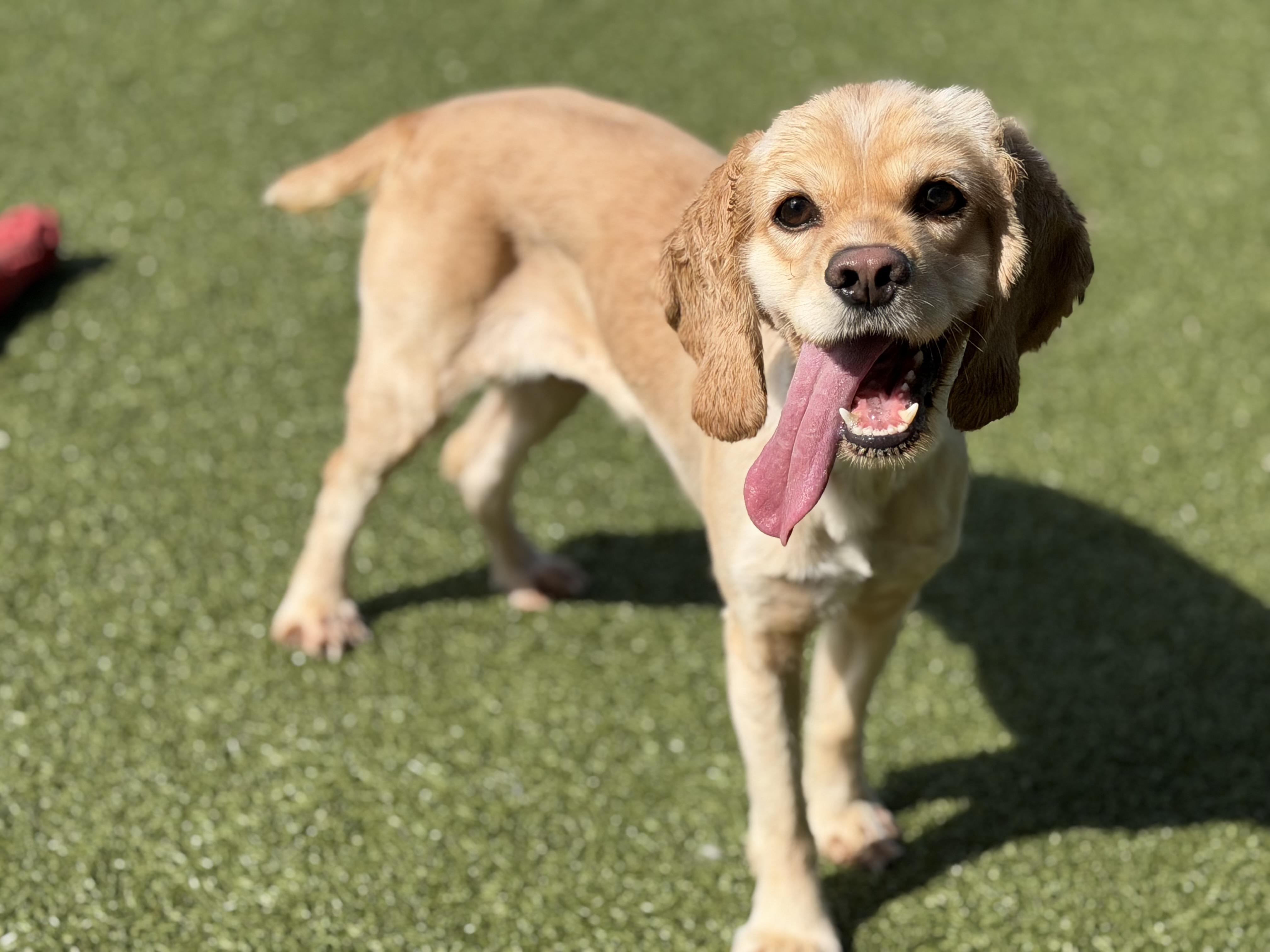 Enlarge Lady, a ADOPTABLE Cocker Spaniel in Seneca Falls, NY image 6/6