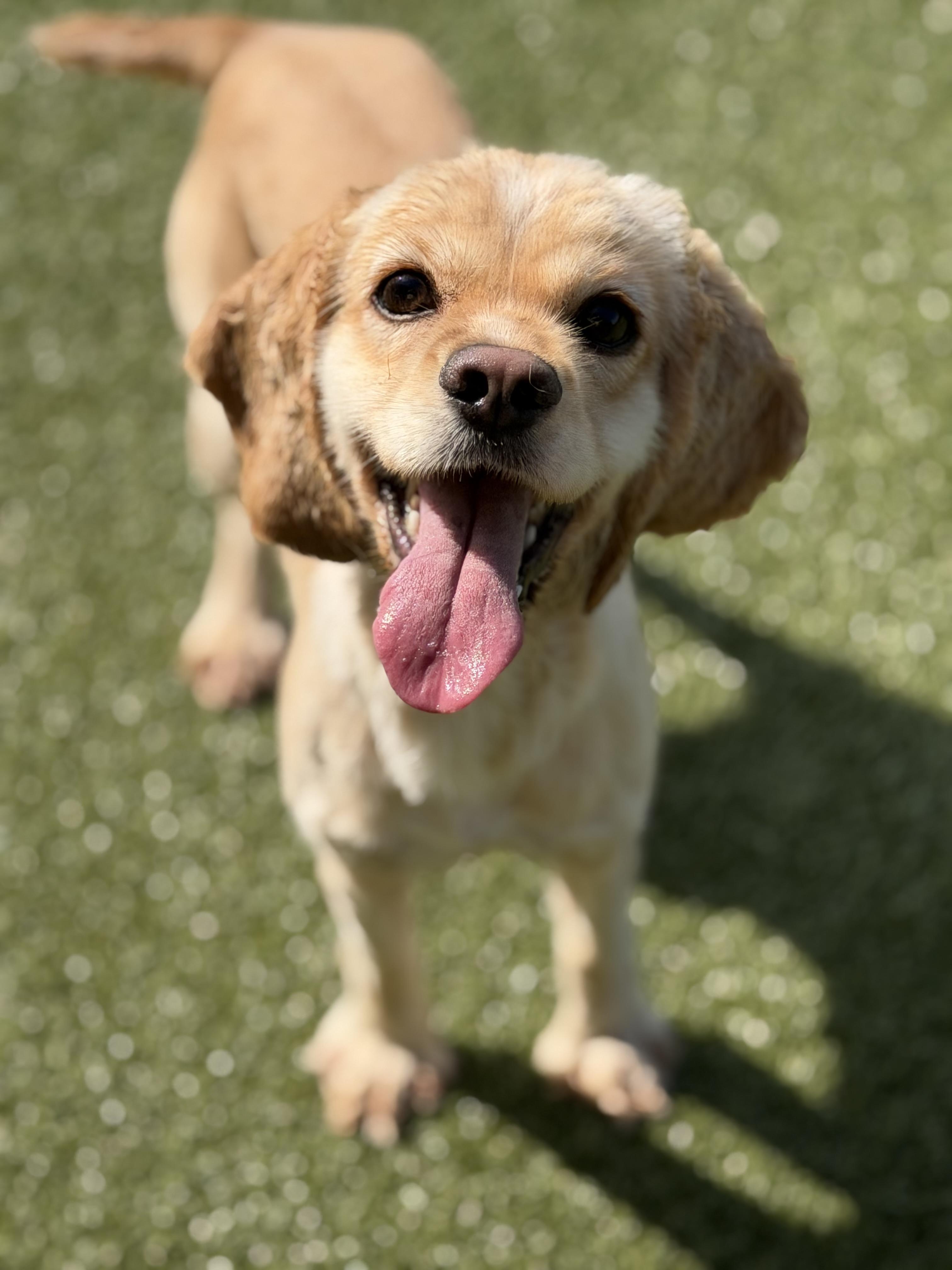 Enlarge Lady, a ADOPTABLE Cocker Spaniel in Seneca Falls, NY image 5/6