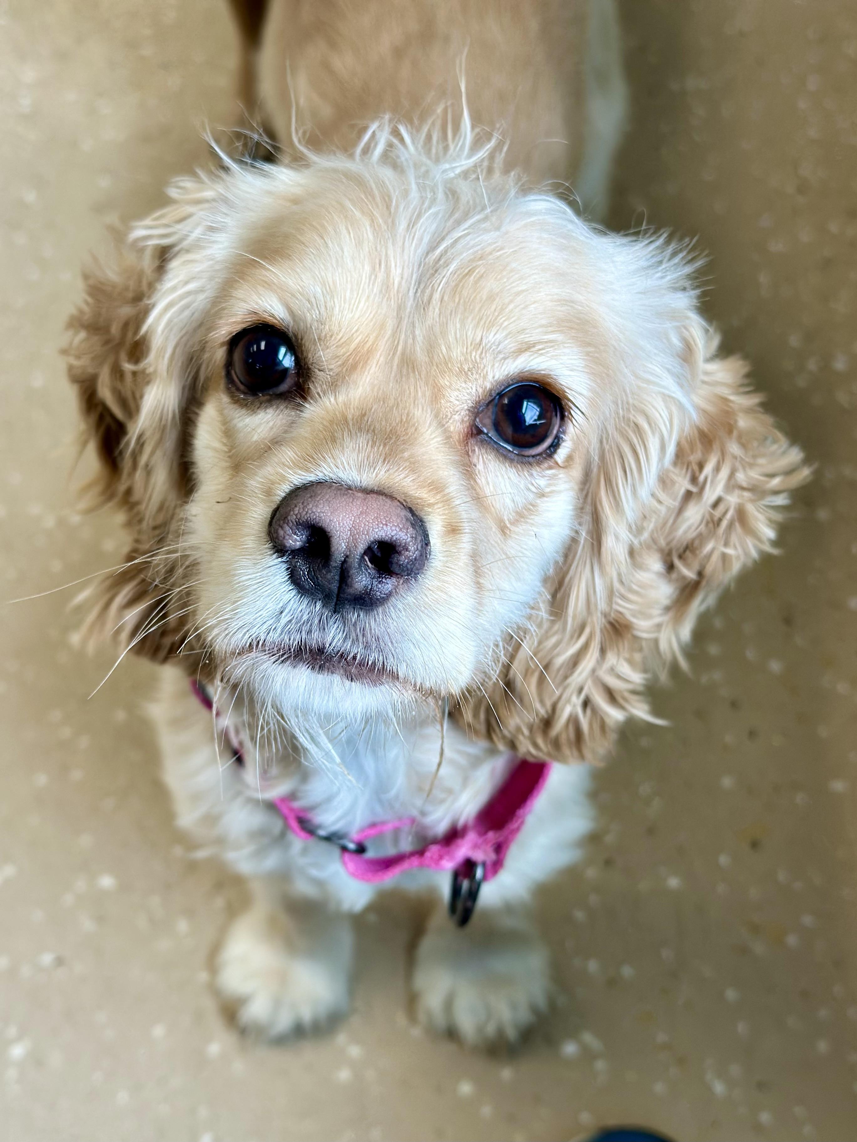 Enlarge Lady, a ADOPTABLE Cocker Spaniel in Seneca Falls, NY image 1/6