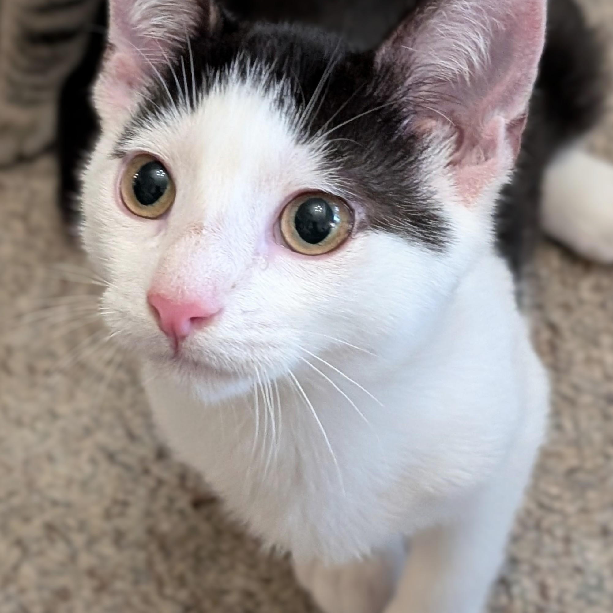 Buster, Adoptable, Kitten Male Domestic Short Hair.