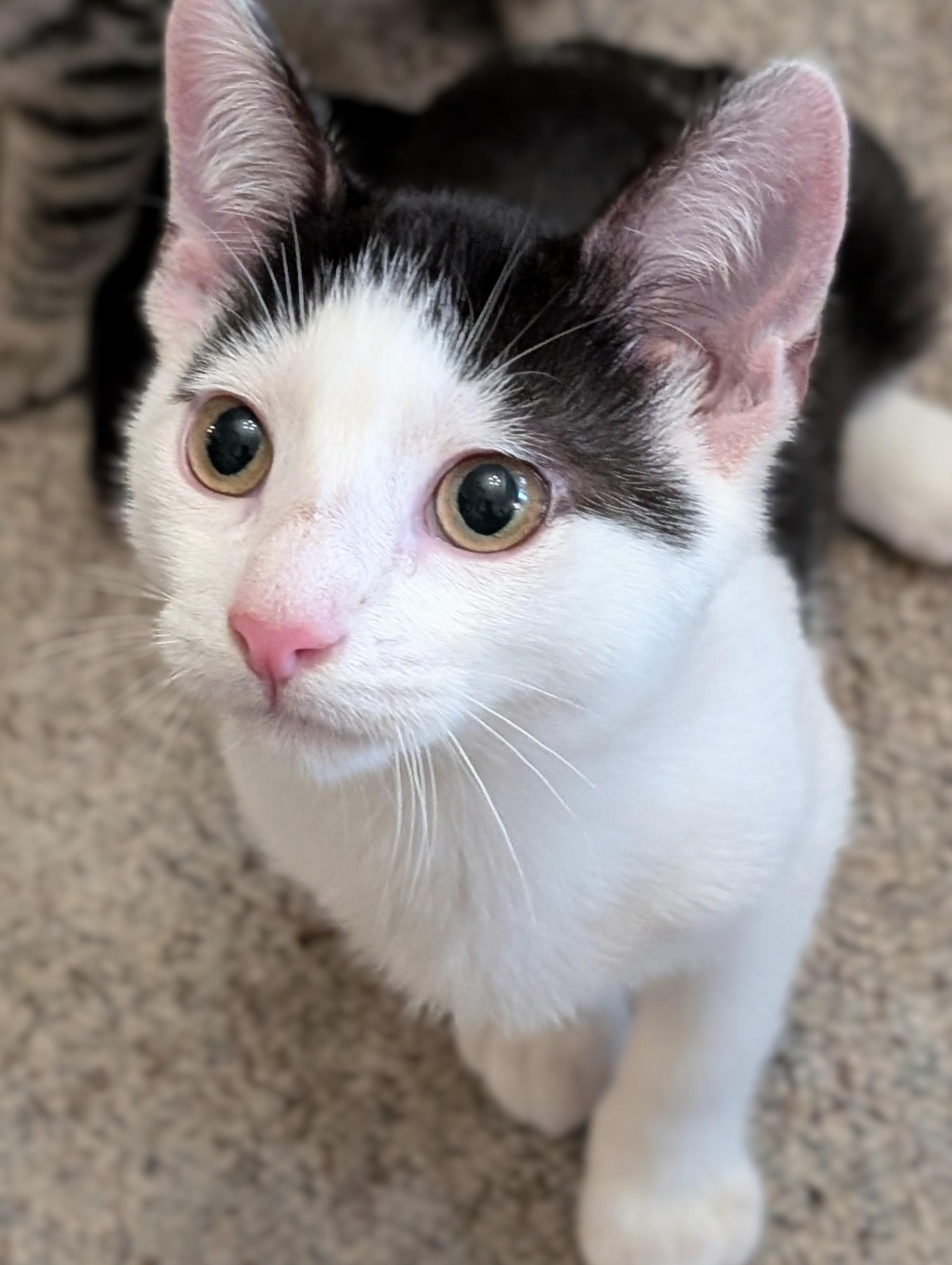 Enlarge Buster, a Adoptable Domestic Short Hair in Johnsburg, IL image 3/4