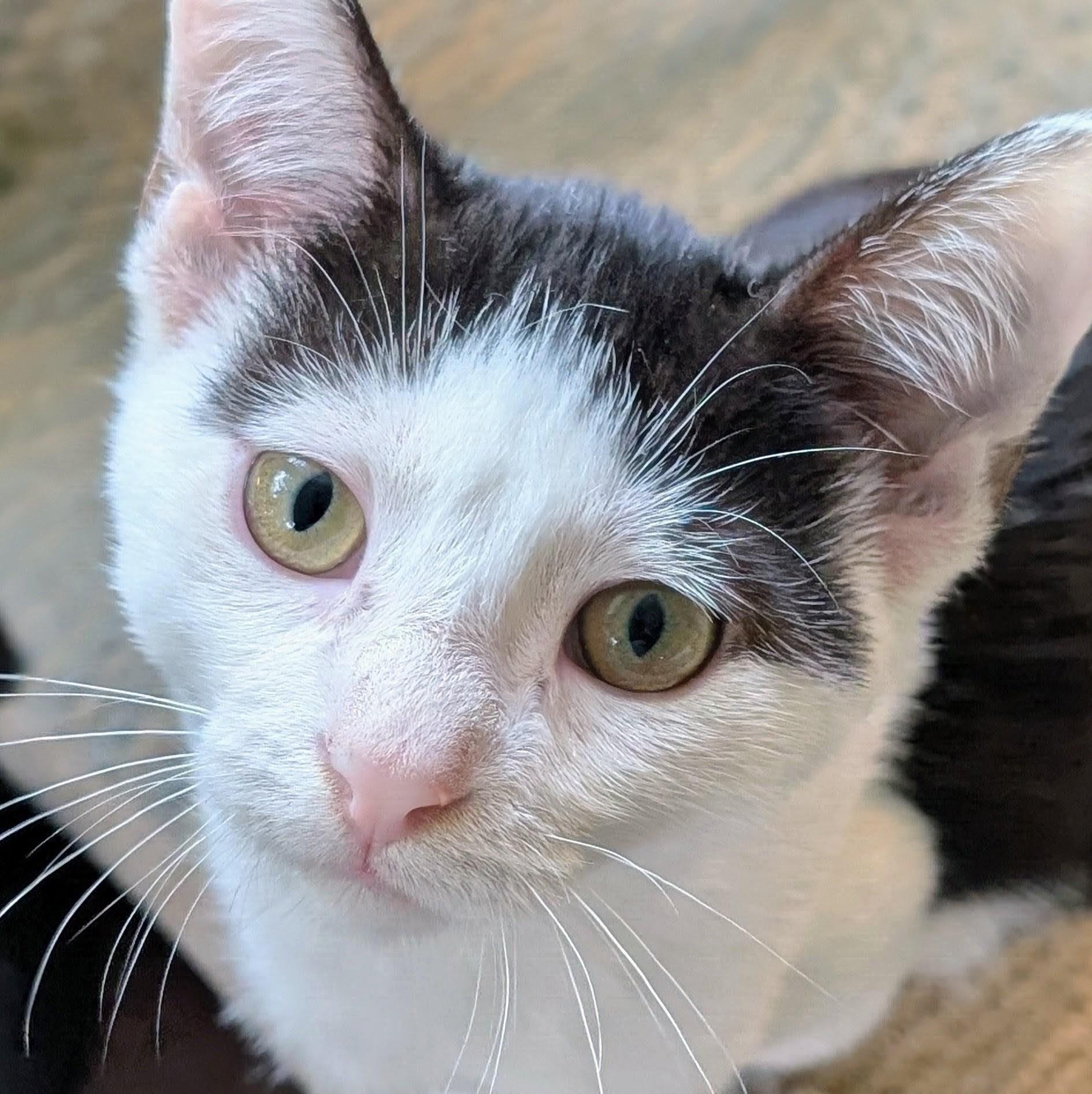 Enlarge Buster, a Adoptable Domestic Short Hair in Johnsburg, IL image 4/4