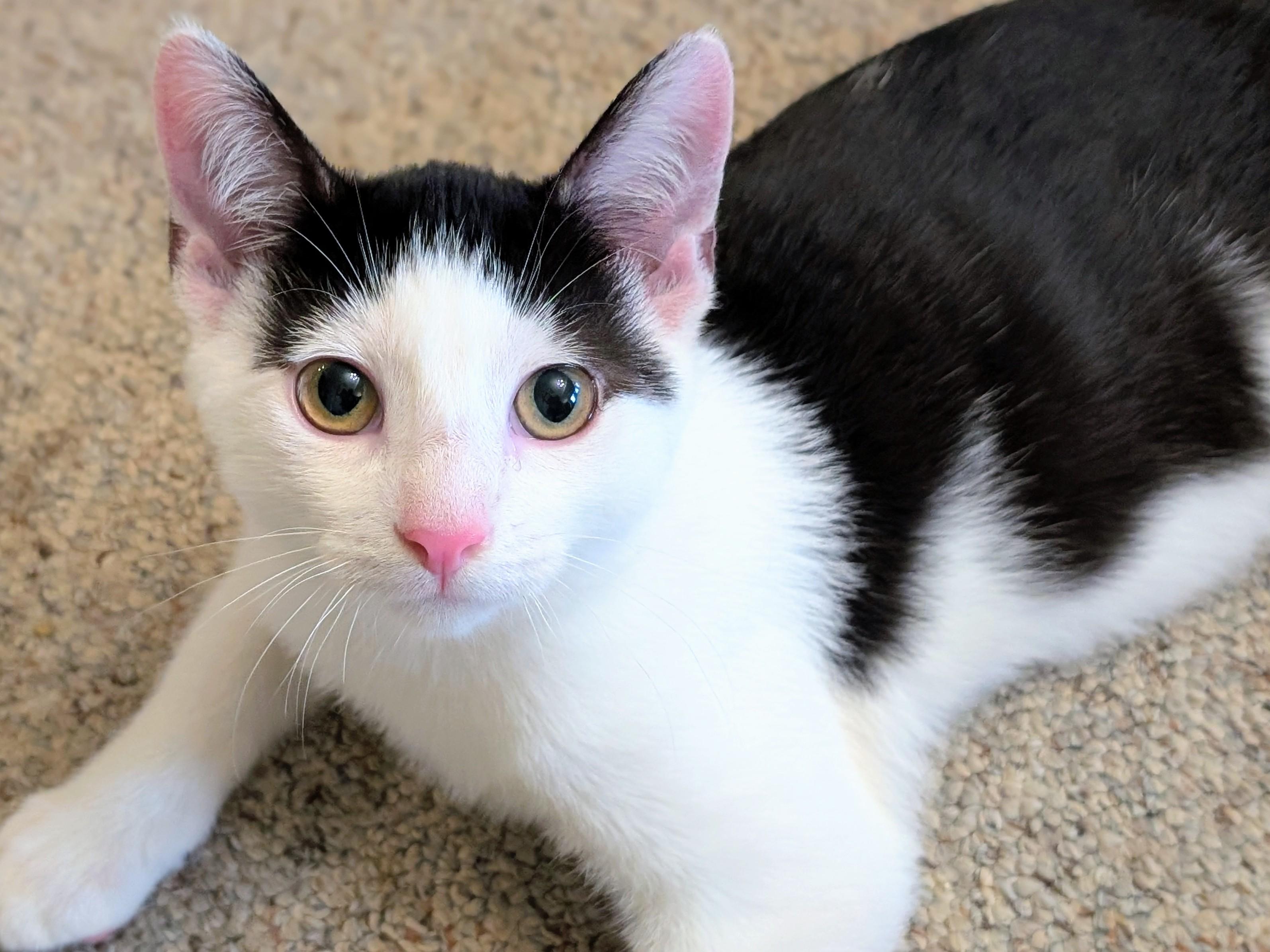 Enlarge Buster, a Adoptable Domestic Short Hair in Johnsburg, IL image 2/4