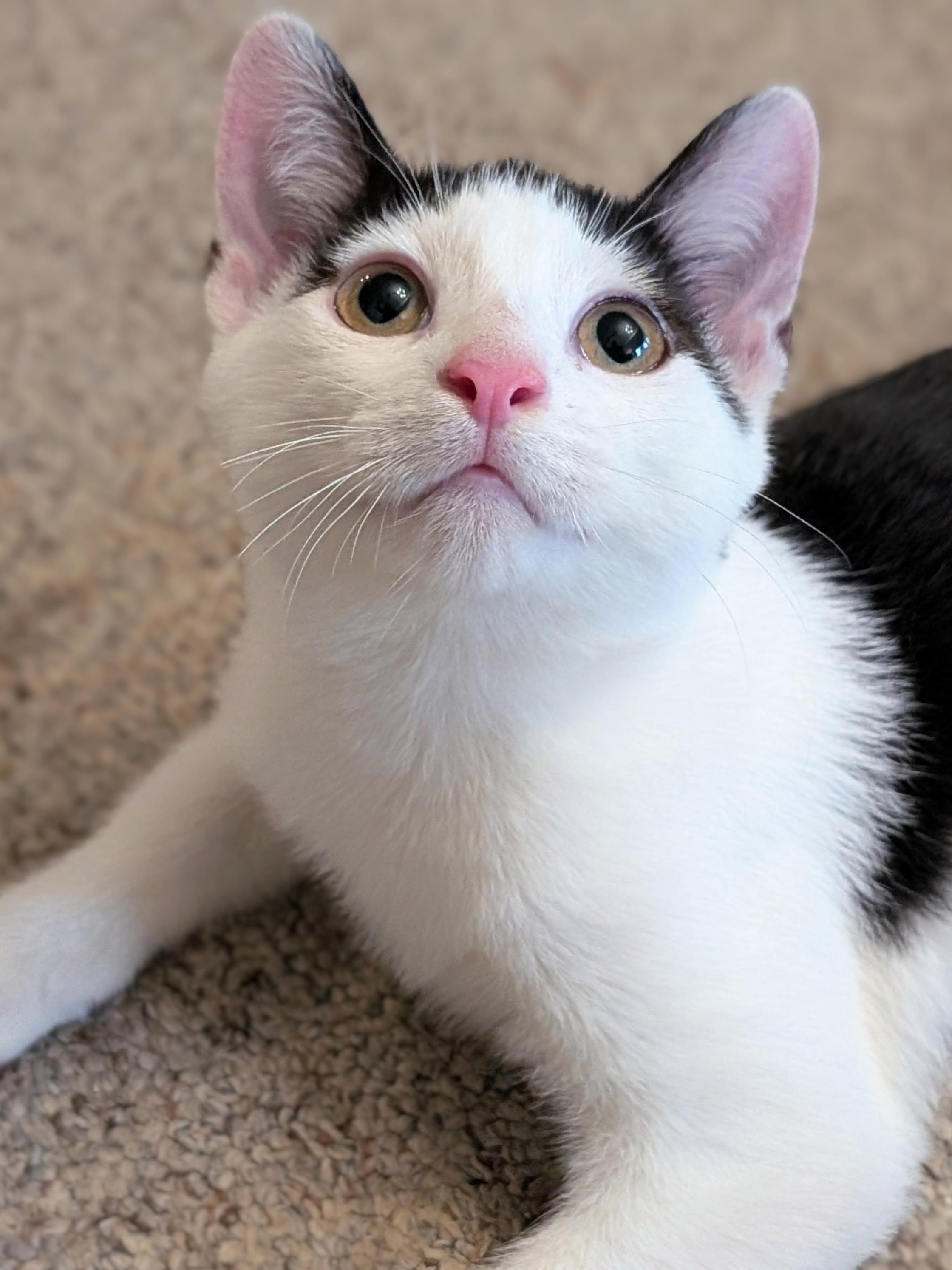 Buster, Adoptable, Kitten Male Domestic Short Hair.