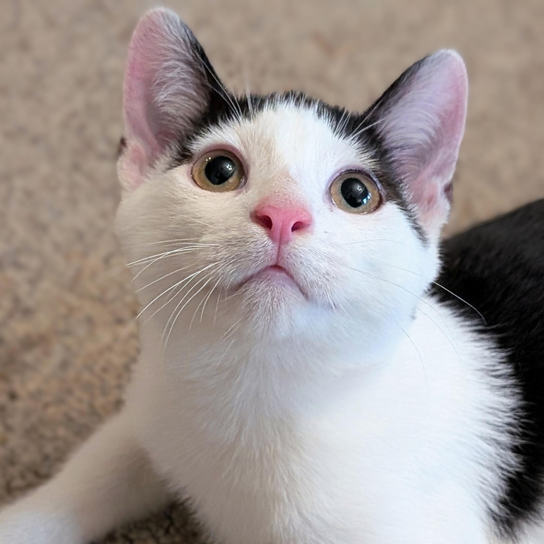 Enlarge Buster, a Adoptable Domestic Short Hair in Johnsburg, IL image 1/4