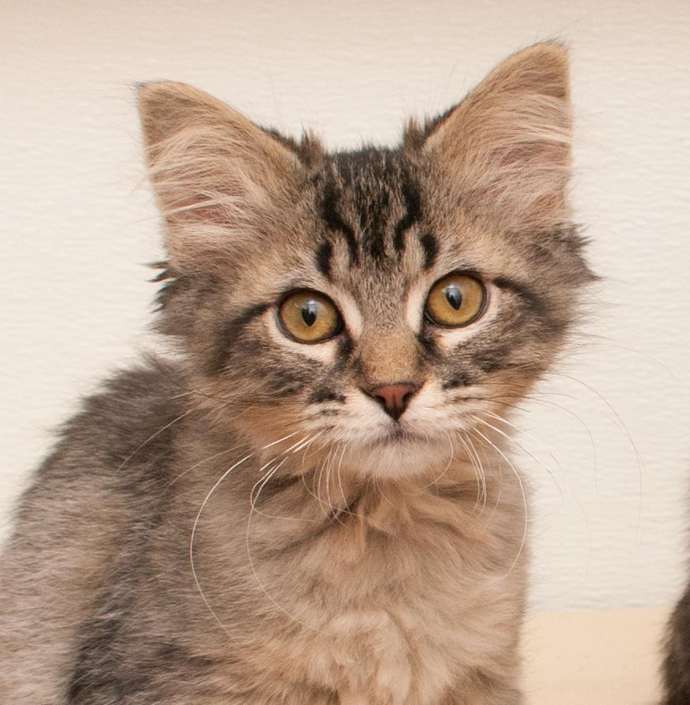 Cici (gets adopted with Mustang Sally), an adopted Tabby in Westminster, CO image 1/5