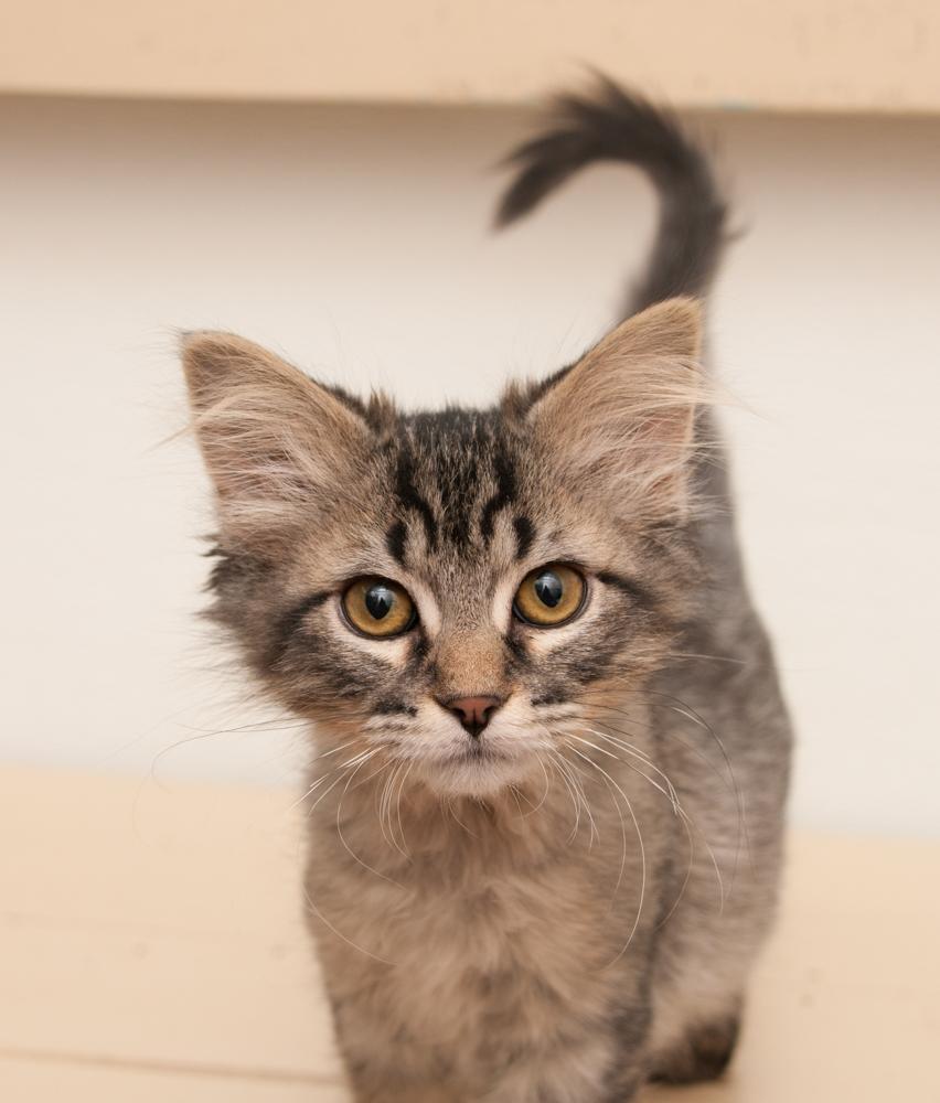 Cici (gets adopted with Mustang Sally), an adopted Tabby in Westminster, CO image 3/5
