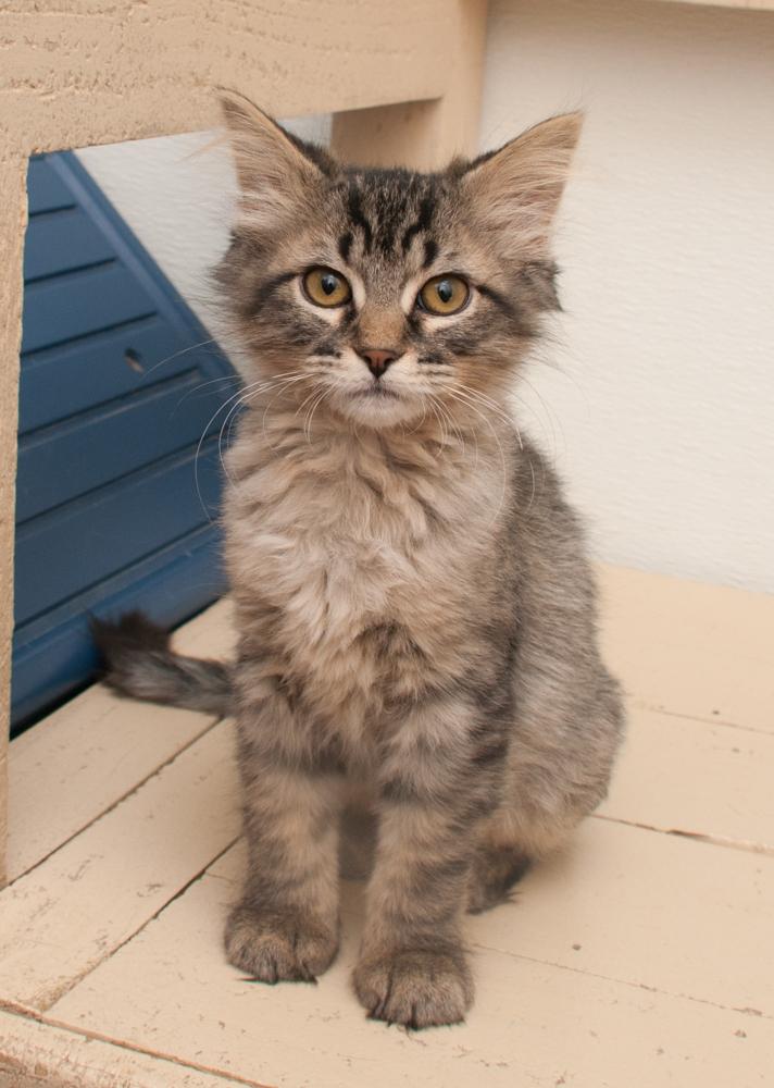 Cici (gets adopted with Mustang Sally), an adopted Tabby in Westminster, CO image 4/5