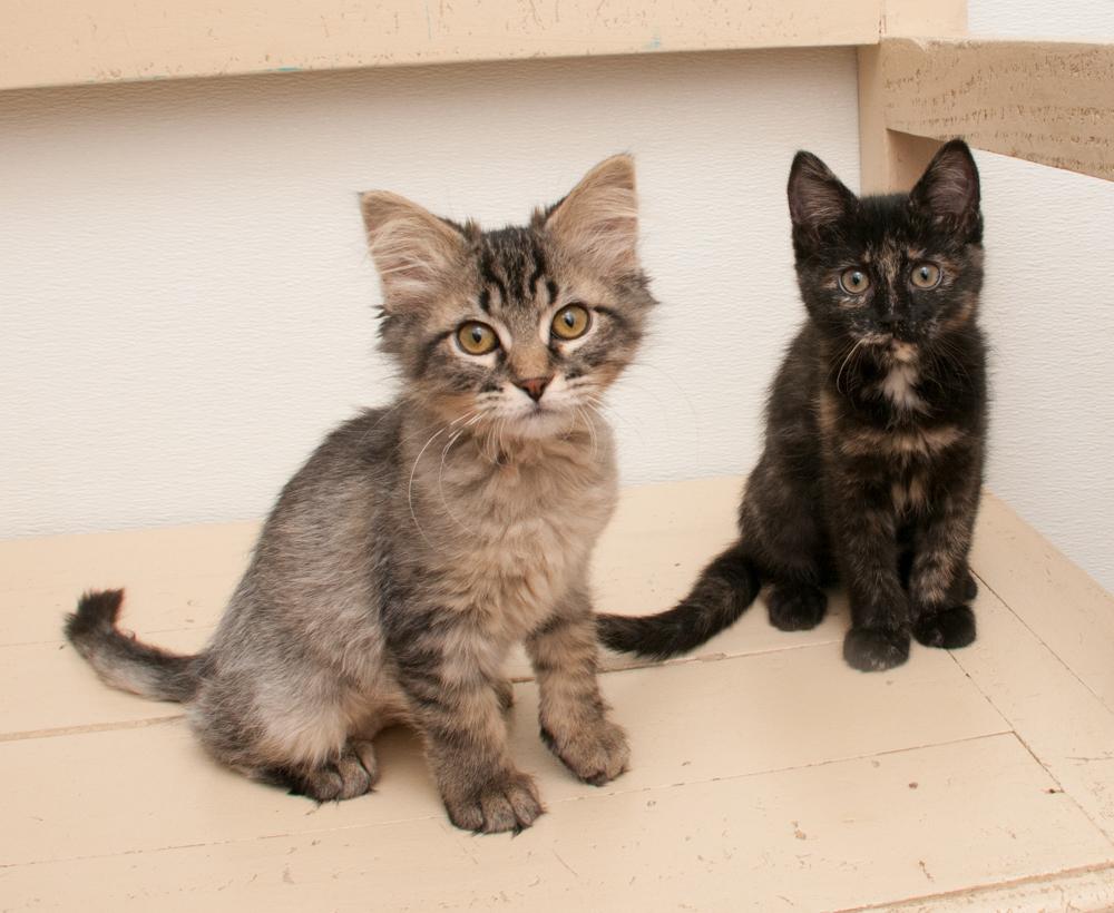 Cici (gets adopted with Mustang Sally), an adopted Tabby in Westminster, CO image 5/5