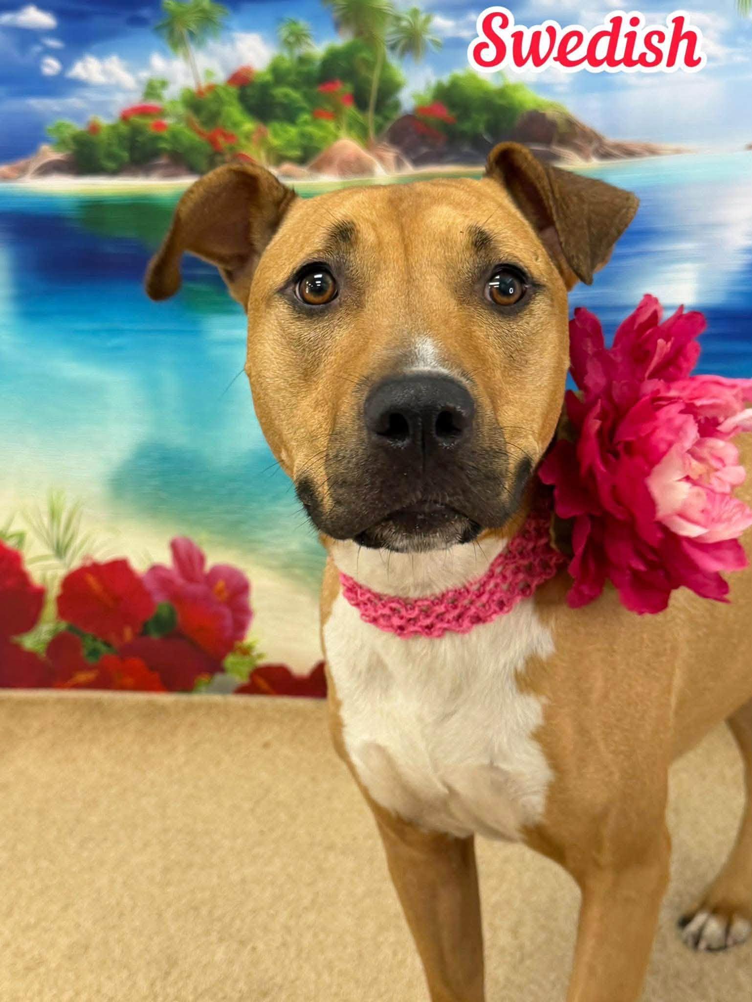 Swedish, ADOPTABLE, Young Female Mixed Breed.