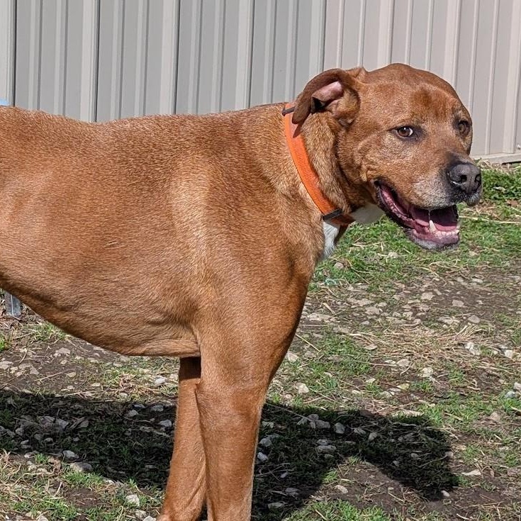 Rylee, an adoptable Great Dane, Vizsla in Carthage, IL, 62321 | Photo Image 1