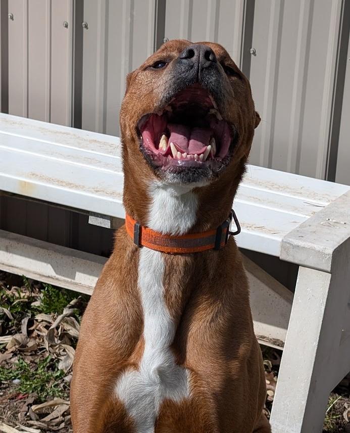 Rylee, an adoptable Great Dane, Vizsla in Carthage, IL, 62321 | Photo Image 6
