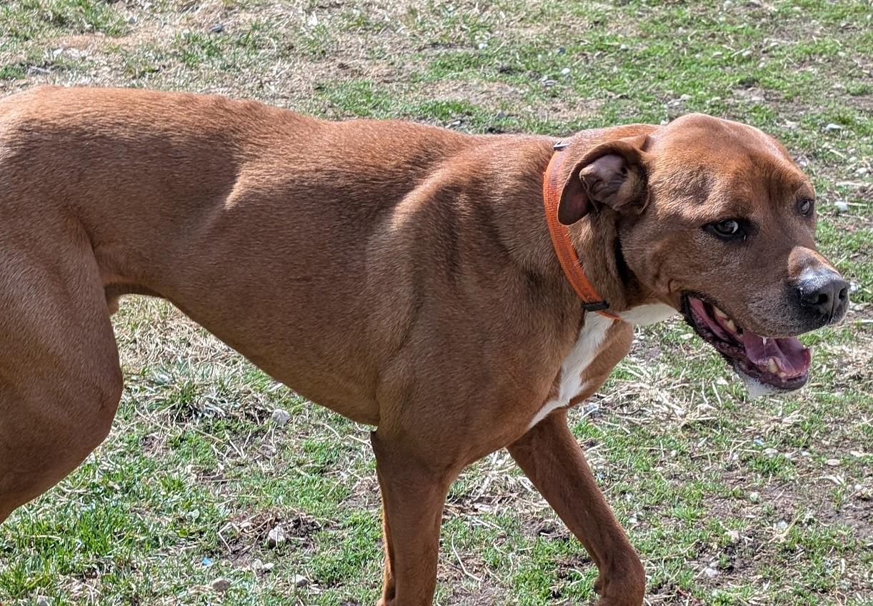 Rylee, an adoptable Great Dane, Vizsla in Carthage, IL, 62321 | Photo Image 5