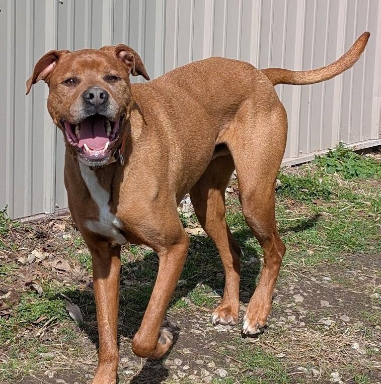 Rylee, an adoptable Great Dane, Vizsla in Carthage, IL, 62321 | Photo Image 2