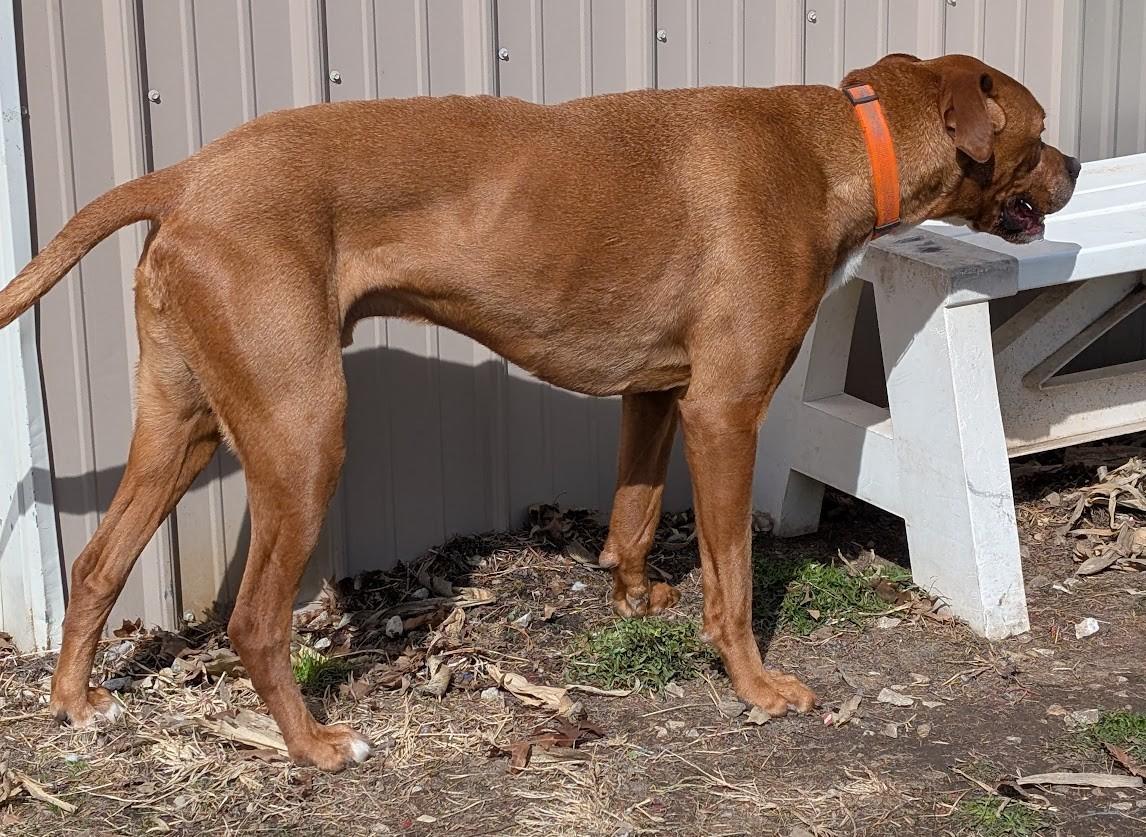 Rylee, an adoptable Great Dane, Vizsla in Carthage, IL, 62321 | Photo Image 3