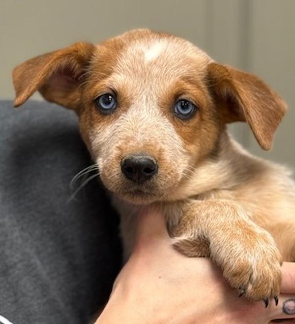 Heather from Human Resources, Adoptable, Puppy Female Catahoula Leopard Dog & Australian Cattle Dog / Blue Heeler.