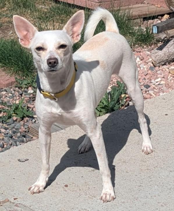 Janet, Adoptable, Young Female Basenji & Mixed Breed.