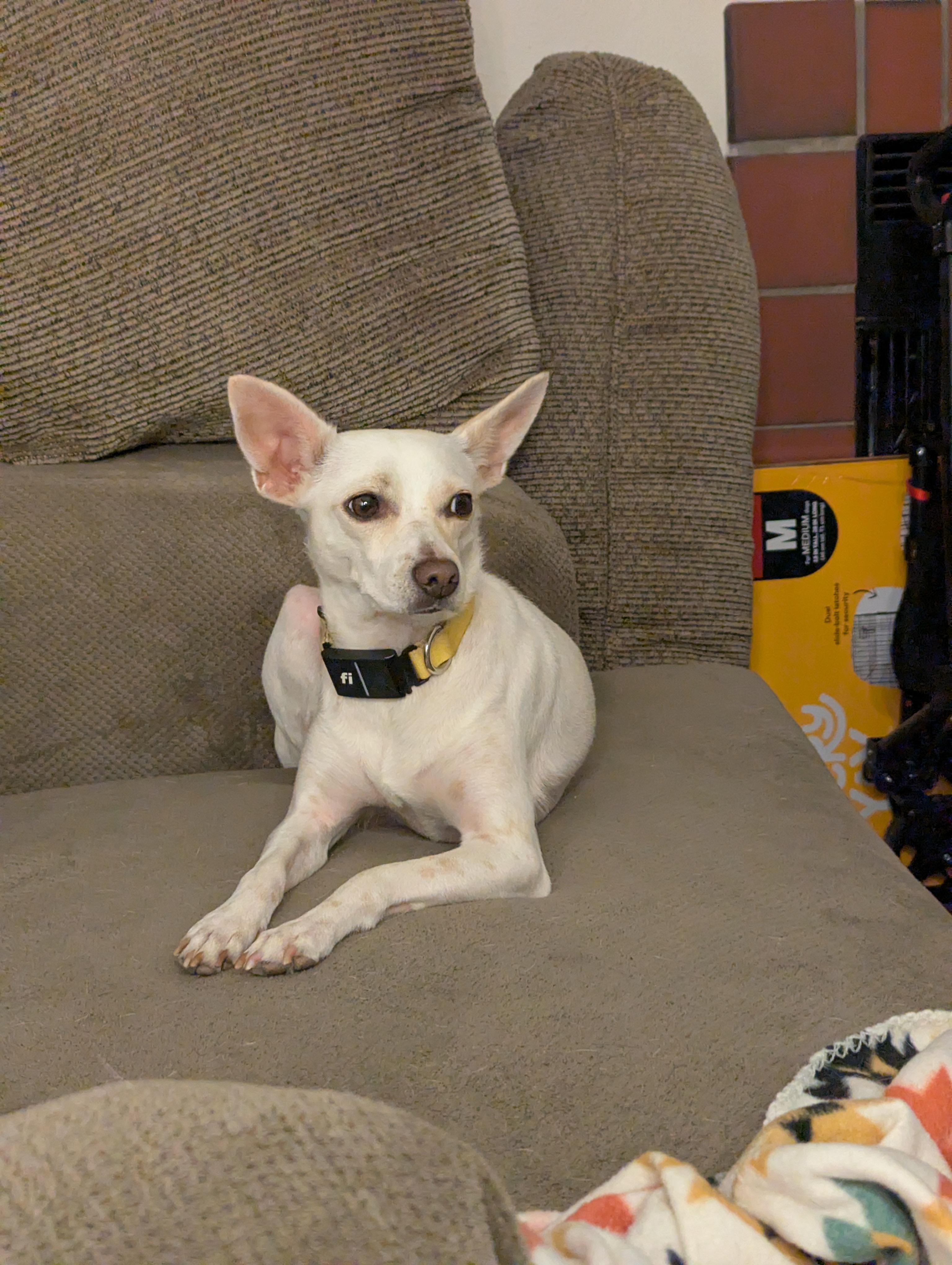 Janet, a Adoptable mixed breed in Windsor, CO image 2/4