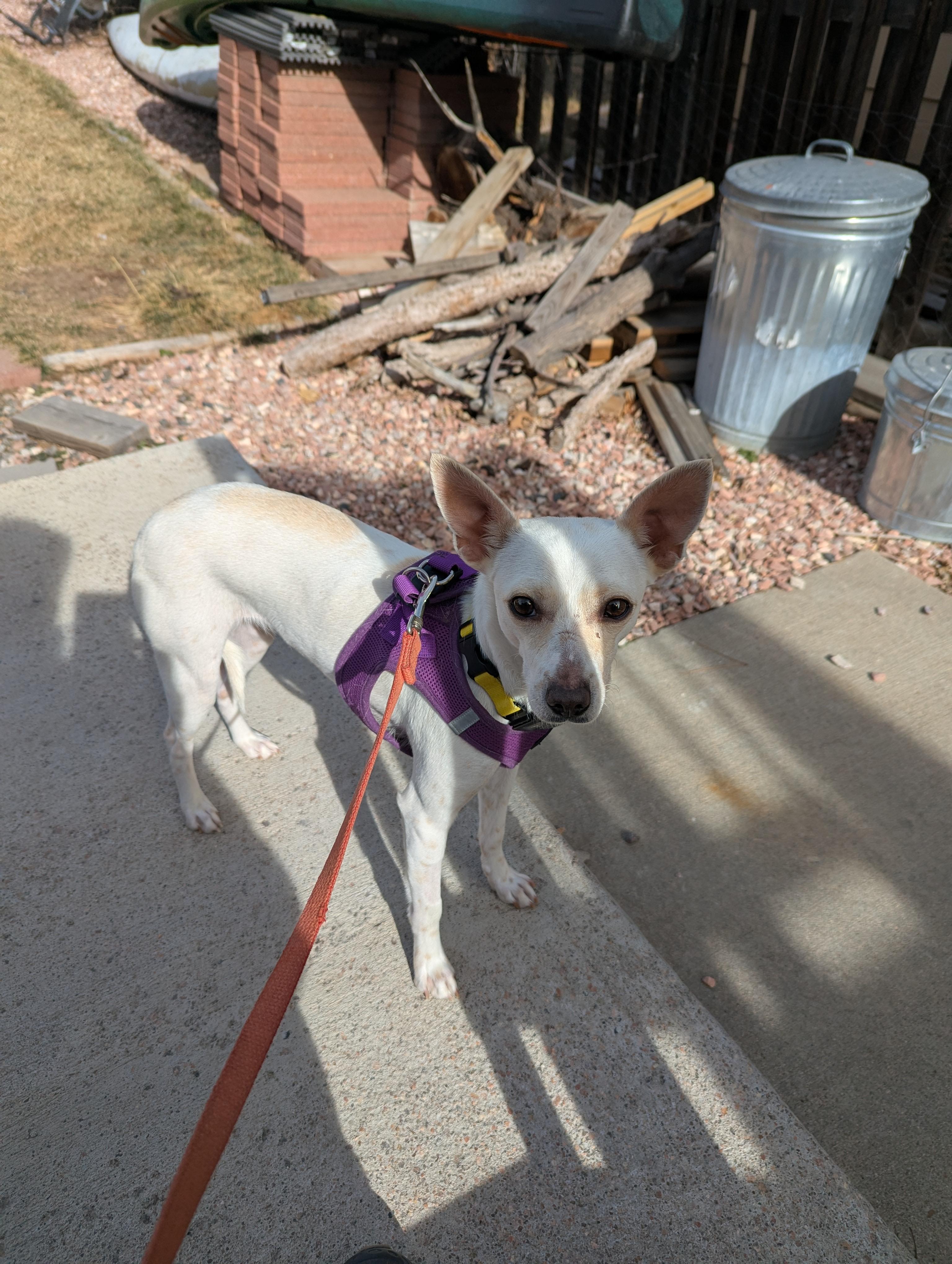 Janet, a Adoptable mixed breed in Windsor, CO image 3/4