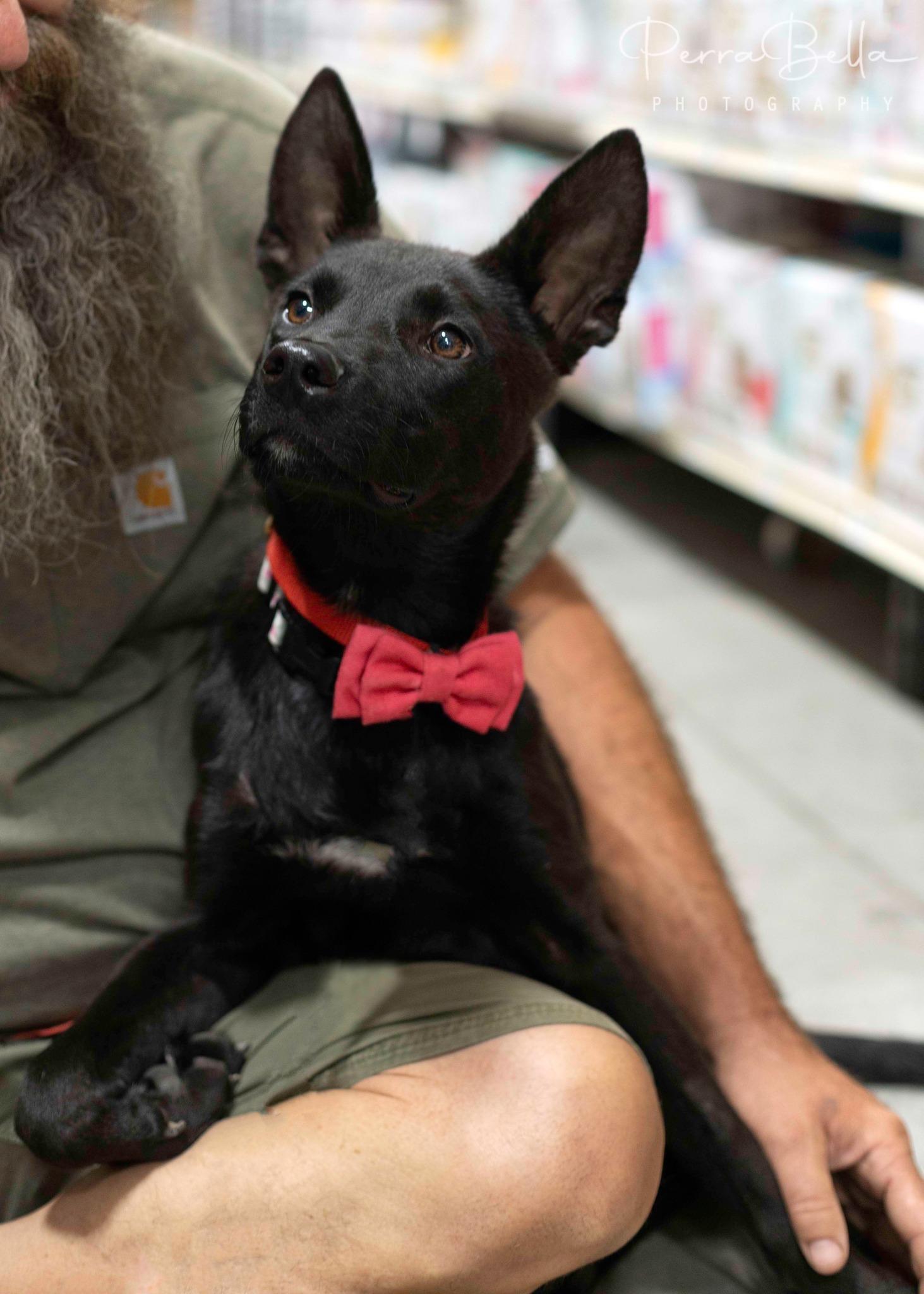 Enlarge Briggs, a Adoptable Australian Kelpie in West Richland, WA image 1/5