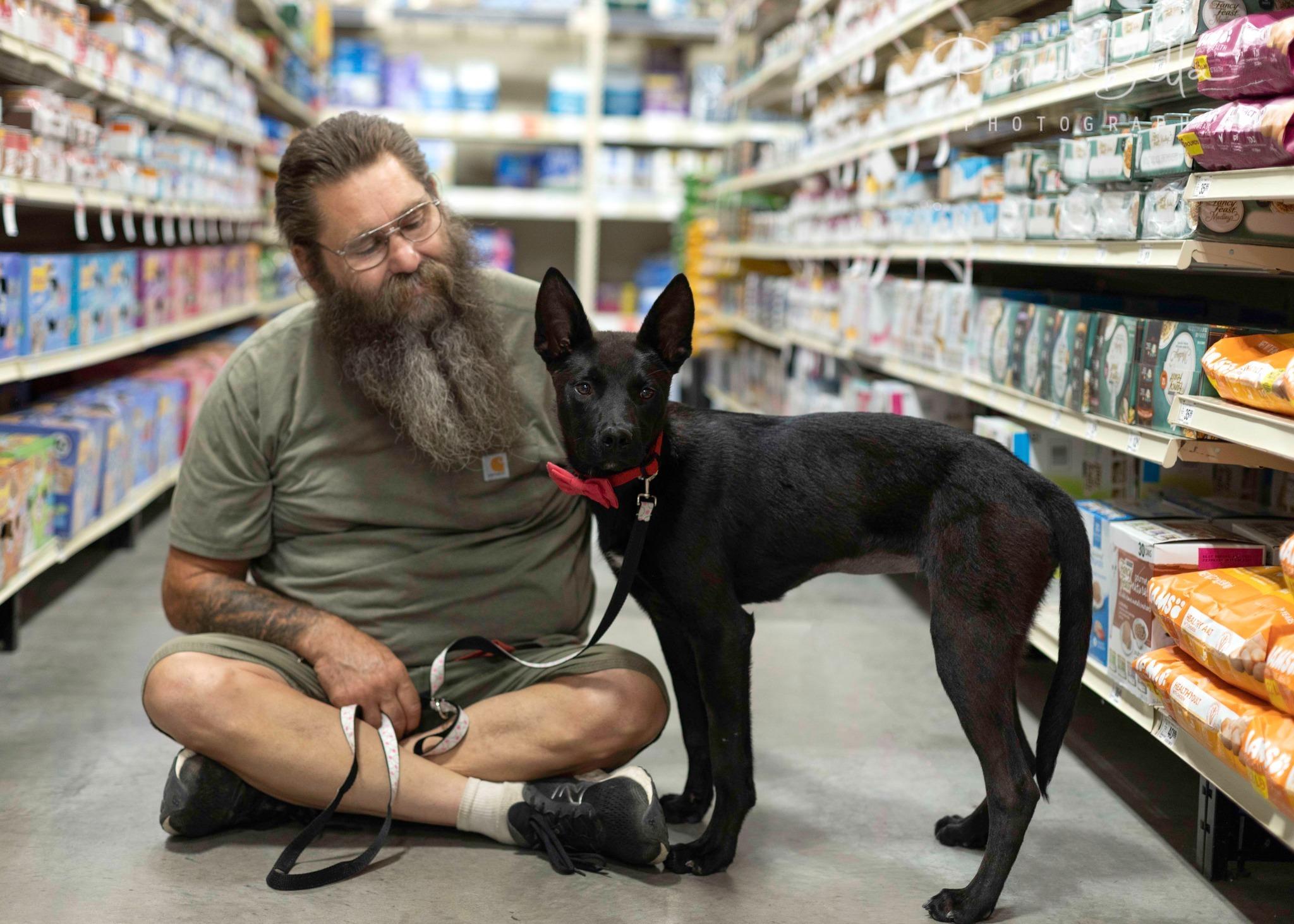 Enlarge Briggs, a Adoptable Australian Kelpie in West Richland, WA image 2/5