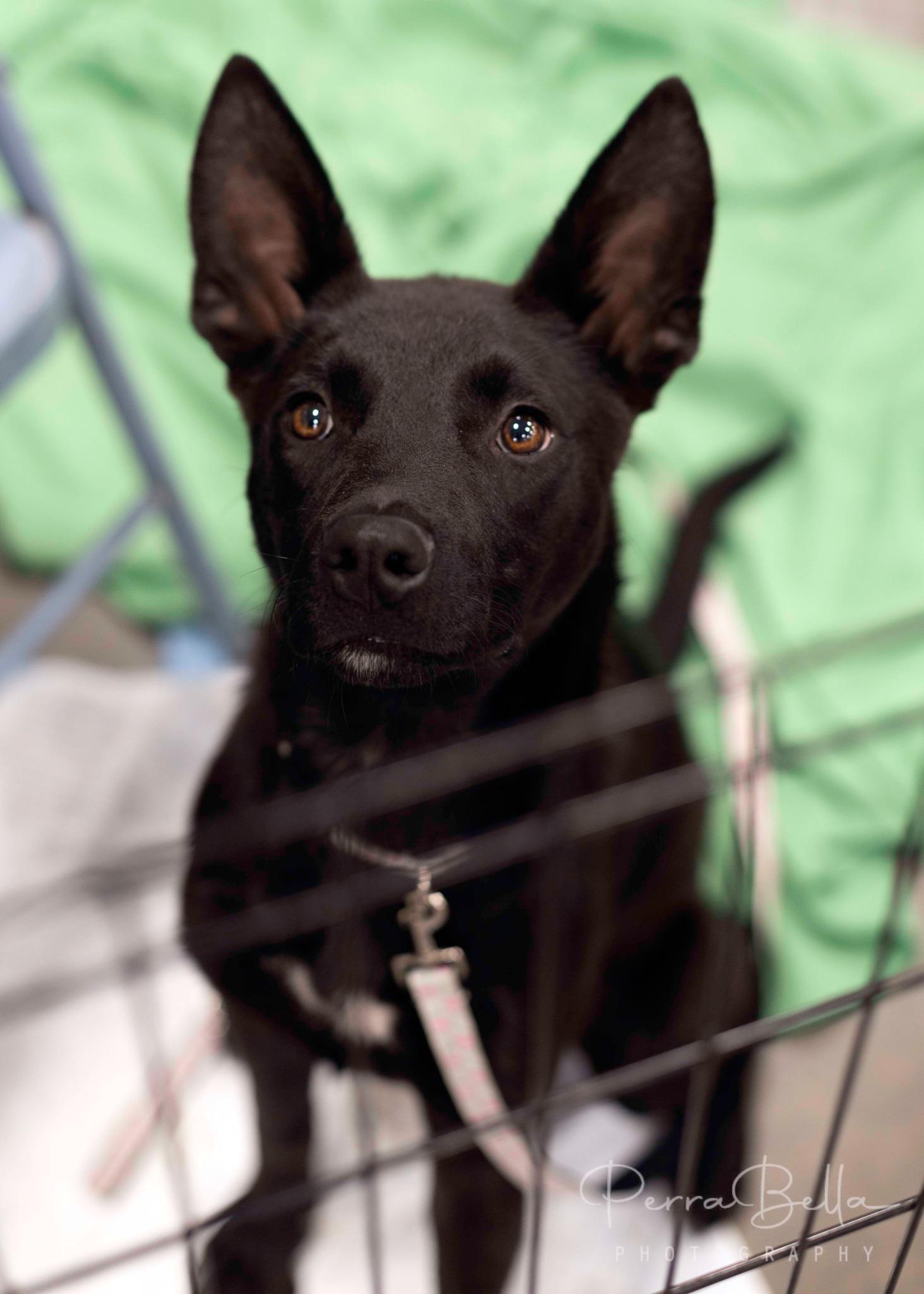 Enlarge Briggs, a Adoptable Australian Kelpie in West Richland, WA image 5/5