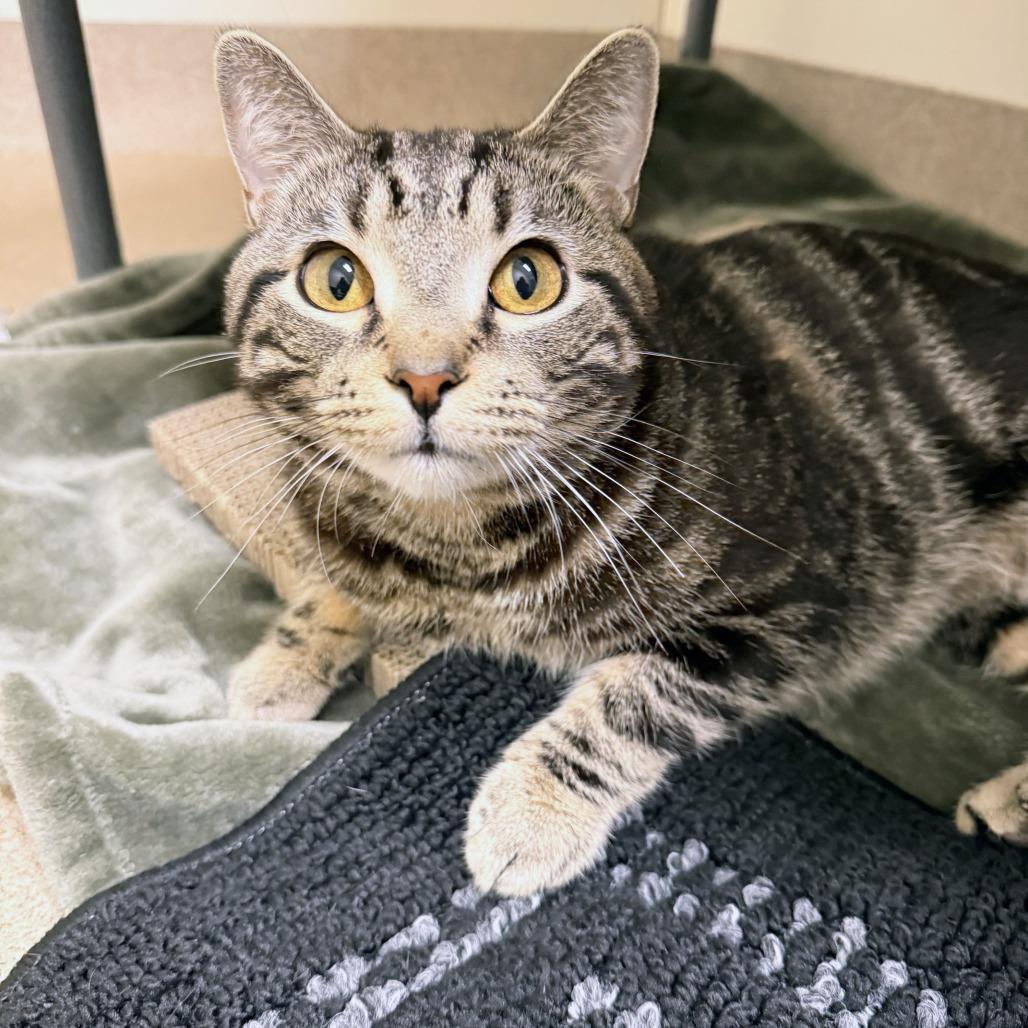 Bartholomew, Adoptable, Adult Male Domestic Short Hair.
