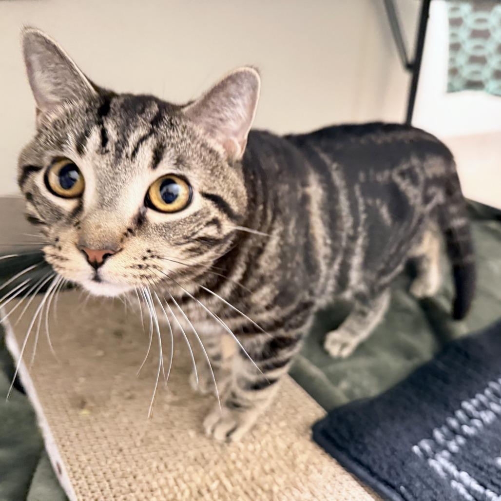 Bartholomew, a Adoptable Domestic Short Hair in Oshkosh, WI image 2/5